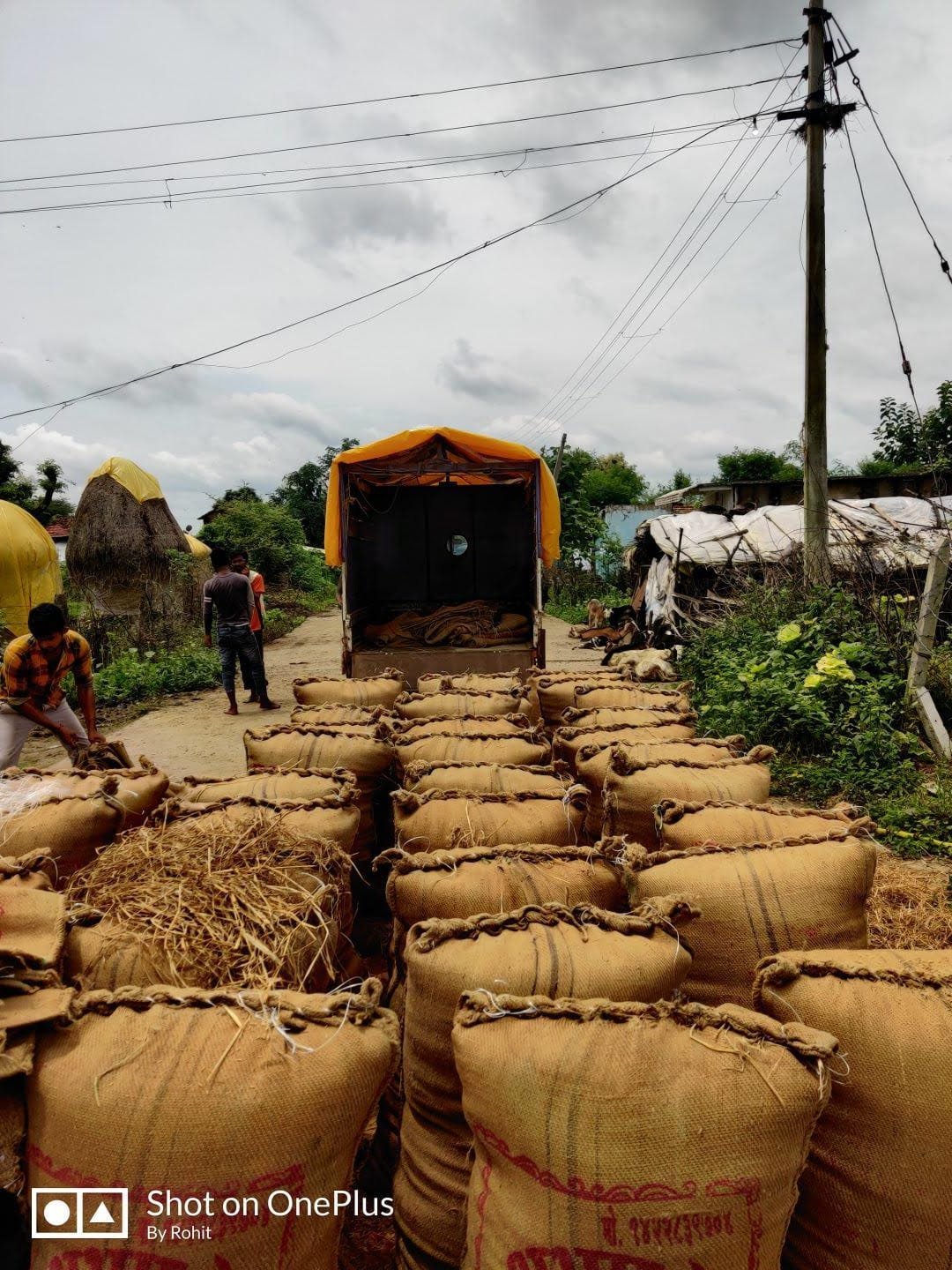 Jute sacks of harvested grain ready to move