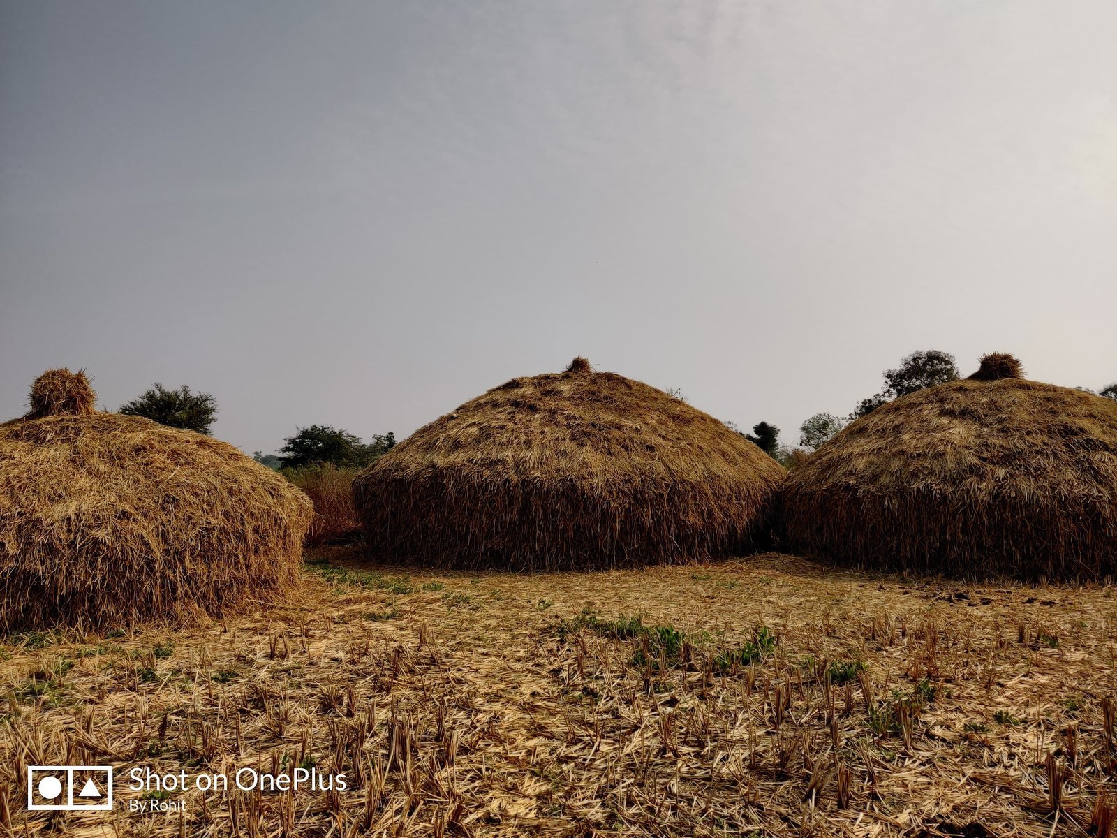 Paddy-straw haystacks drying after harvest