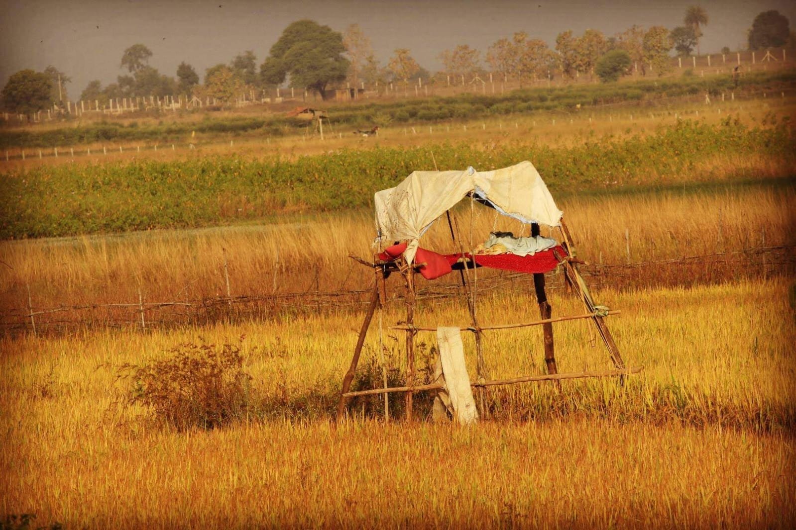 A traditional machaan watch-platform in the golden paddy fields