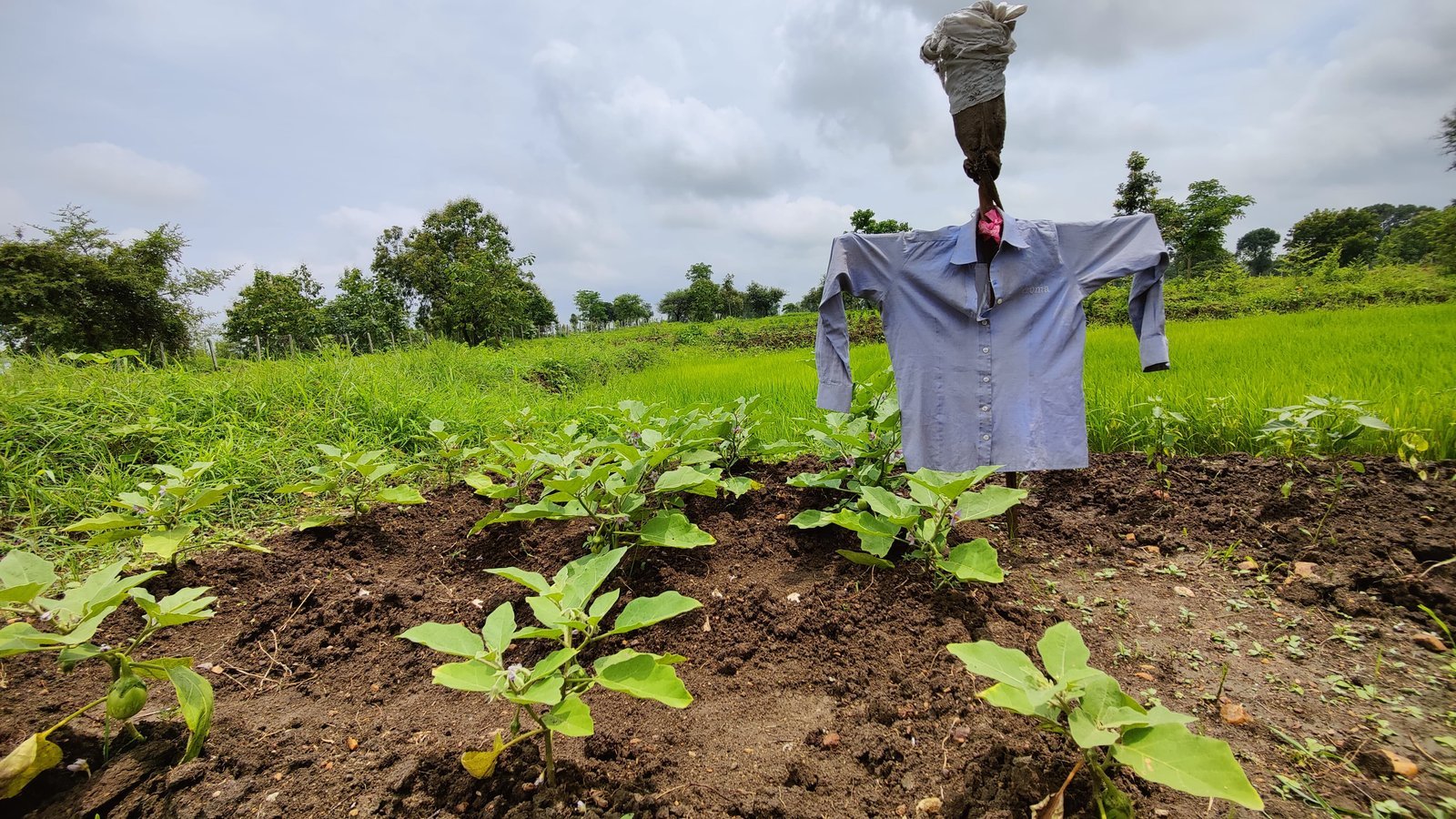 A scarecrow watching over a brinjal patch beside the paddy