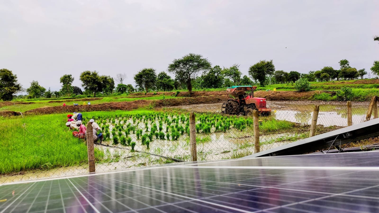 Workers transplanting paddy seedlings as a tractor puddles the field